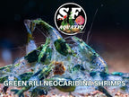 SF Aquatic™ 20 Green Rili High Grade Neocaridina Live Freshwater Aquarium Shrimps Fully Mature Breeding Age. Live Arrival Guarantee.