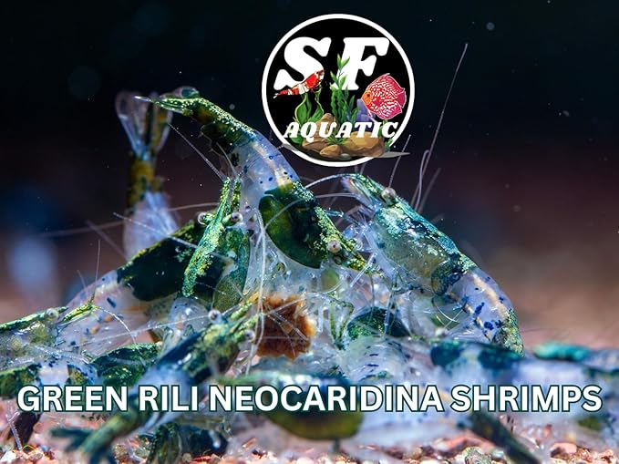 SF Aquatic™ 20 Green Rili High Grade Neocaridina Live Freshwater Aquarium Shrimps Fully Mature Breeding Age. Live Arrival Guarantee.