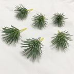 Artificial Air Plants Look Real Succulants Plants Faux Greenery Plants Bromeliads for Garden Home Office Decoration (Green Mini Small Air Plants Artificial)