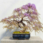 5Pcs Bonsai Tree Wisteria Tree Seeds for Planting-Non-GMO Heirloom Plant Seeds