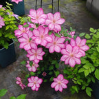210 Clematis Seeds Mixed Colors Perennial Climbing Vine Flower Seeds for Planting Home Garden Outdoor Yard Floral Decoration