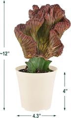 Arcadia Garden Products Live Mermaid Tail Cactus Indoor Houseplant in Plastic Pot, Euphorbia lactea Cristata Crested Coral Succulent Plant Gift for Home and Garden Decor, 4-inch, Red