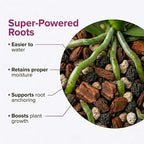 Molly's Orchid Potting Mix - Premium Gritty Soilless Orchid Mix - Chunky High Drainage vs Standard Potting Soil for Indoor Plants - Contains Bark, Coco Chips, Akadama, Pumice, Lava Rock 3 Dry Quarts
