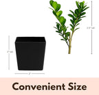 MyShelfie - Bonsai Starter Tree Plant Gift, Japanese Boxwood Topiary Evergreen Shrub Hedge, 2 in Pot
