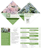 Proven Winners 2 Gal. Fairytrail Fresco Hydrangea Shrub