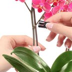 50Pcs Plant Stake and Clips Set, Adjustable Bendable Garden Stakes for Tall Plants | Durable Plant Sticks for Pots, Flowers, Vines | Indoor & Outdoor Use | Brown Gardening Supplies