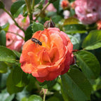 Perfect Plants Orange Glow Knock Out® Rose Bush 3 Gallon | Live Roses | Flowering Shrub