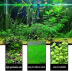 4 Aquarium Plants S.e.e.d Set, not Artifical, Fish Tank Decor Replacement for Resin or Plastic Grass