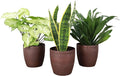 Thorsen's Greenhouse Low Light Houseplant Set, Live Indoor Plants, 3 Pack of Plants, Copper Pots, 4" Diameter