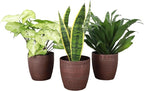 Thorsen's Greenhouse Low Light Houseplant Set, Live Indoor Plants, 3 Pack of Plants, Copper Pots, 4" Diameter
