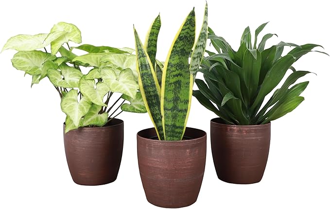 Thorsen's Greenhouse Low Light Houseplant Set, Live Indoor Plants, 3 Pack of Plants, Copper Pots, 4" Diameter