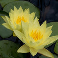 Chalily Water Lily Aquatic Plants Live Lilies Real Small or Big Pond Plant Lilly Ponds Cold Hardy Pads Grow waterlillies Flowering rhizomes Outdoor lilys Waterlily Lillies pre Grown lillys pad Yellow