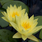 Chalily Water Lily Aquatic Plants Live Lilies Real Small or Big Pond Plant Lilly Ponds Cold Hardy Pads Grow waterlillies Flowering rhizomes Outdoor lilys Waterlily Lillies pre Grown lillys pad Yellow