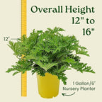 Citronella Plant - Mosquito Plant - Pelargonium Citrosum - Live Outdoor Plants - Overall Height 12" to 16" - 1 Gallon - Tropical Plants of Florida (Plant Only)
