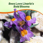 Outsidepride Linaria Alpina Alpine Toadflax Ground Cover Seeds - 500 Pcs Perennial, Dwarf Ground Cover, Attractive Green-Gray Foliage, Bright Violet Flowers Great in Full Sun & Well-Drained Rocky Soil