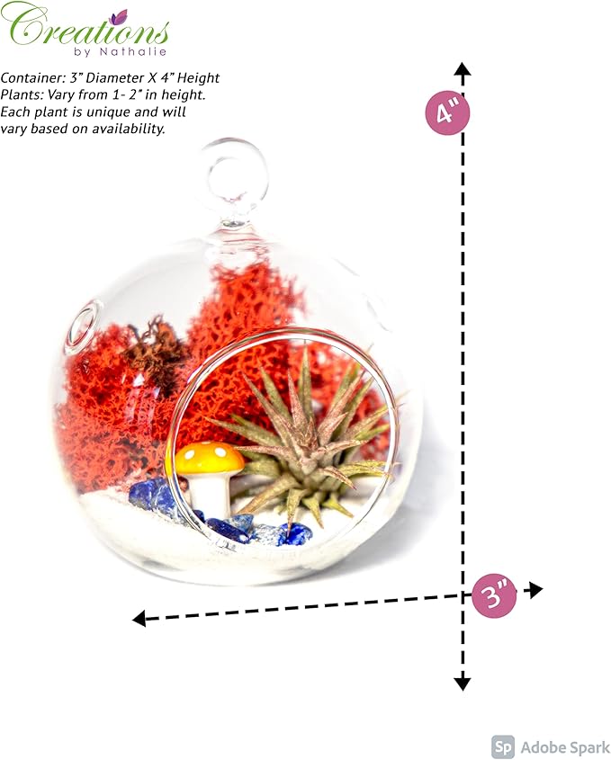 Creations by Nathalie - DIY Terrarium Kit with Live Air Plant (Local & Fresh from Florida), Glass Globe, Reindeer Moss, Figurine, Healing Crystal Chips and Sand - Handmade in USA