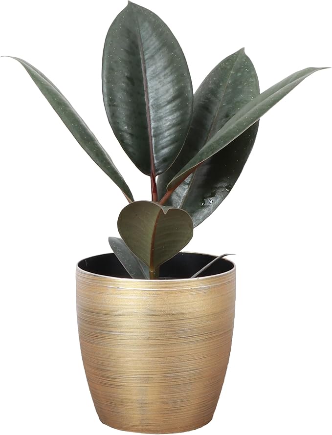 Thorsen's Greenhouse Ficus elastica, Live Indoor Plant, Rare Variety, Natural Air Purifier, Burgundy Rubber Plant, 4-Inch Diameter Pot (Gold)