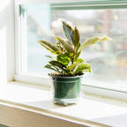 Perfect Plants Variegated Rubber Plant | Ficus Elastica 'Tineke' | Live Indoor Houseplant | Unique Home Décor, 6in. Grower's Pot