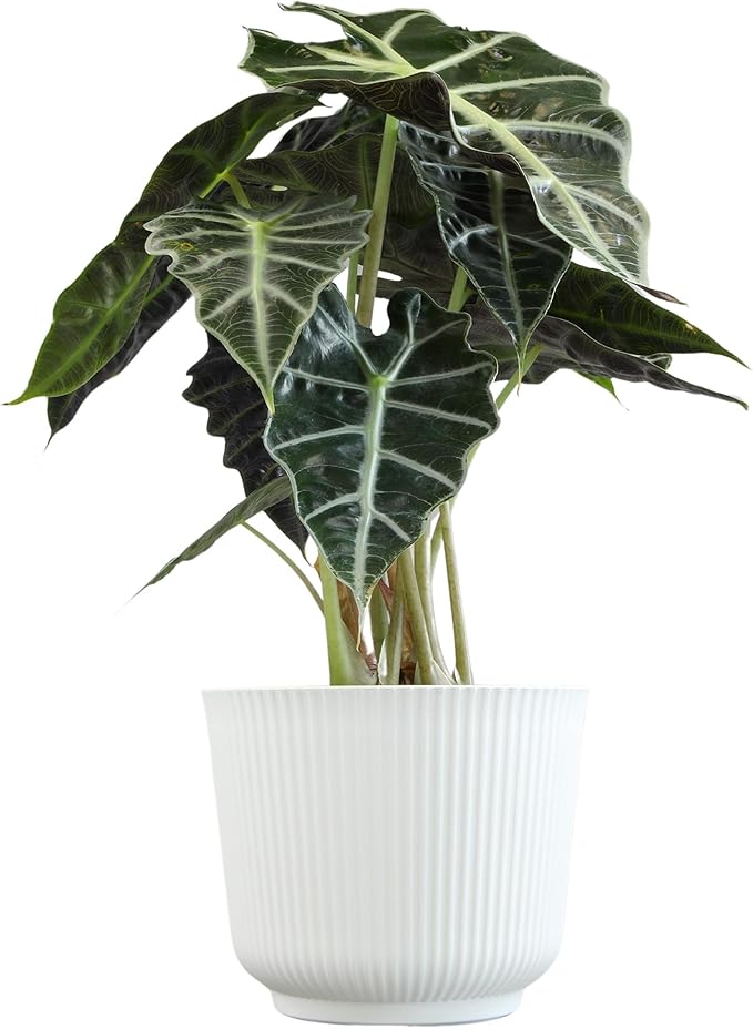 Altman Plants 'Polly' Alocasia Live Plant Decor in 6 Inch White Plastic Plant Pot, Elephant Ear Plant Gift & Desk Plant, Easy Plant & Indoor Plant, Air Purifying Plants in Indoor Potting Soil Mix