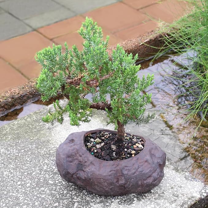 Brussel's Bonsai Live Green Mound Juniper Bonsai Tree - Medium, 5 Year, 6 to 10 Inches - Outdoor Bonsai Tree Live with Rock Bonsai Pot