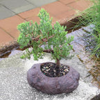 Brussel's Bonsai Live Green Mound Juniper Bonsai Tree - Medium, 5 Year, 6 to 10 Inches - Outdoor Bonsai Tree Live with Rock Bonsai Pot