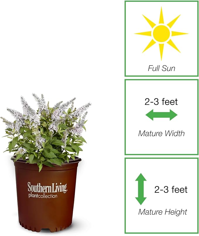 Perfect Plants Butterfly Candy Li'l Coconut Butterfly Bush in 1 Gallon Grower's Pot | Live White Blooming Flowering Shrub for Outdoors & Containers | Attracts Pollinators | Compact Plant | Zones 5-10