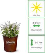 Perfect Plants Butterfly Candy Li'l Coconut Butterfly Bush in 1 Gallon Grower's Pot | Live White Blooming Flowering Shrub for Outdoors & Containers | Attracts Pollinators | Compact Plant | Zones 5-10