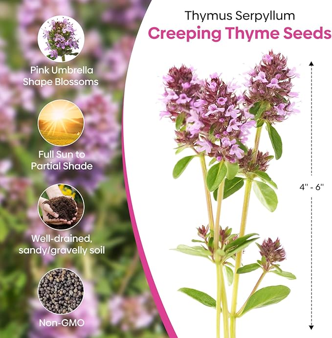 Groundio 20000+ Creeping Thyme Seeds Ground Cover Plant, Perennial Thyme Flower Seeds for Planting Outdoor, Low Maintenance, Grown in The USA