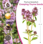 Groundio 20000+ Creeping Thyme Seeds Ground Cover Plant, Perennial Thyme Flower Seeds for Planting Outdoor, Low Maintenance, Grown in The USA