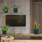 Low Light Live Plants for Indoor | Different Houseplants in Multiple Sizes | Real House Plant for Living Room, Office, Desk & Bathroom