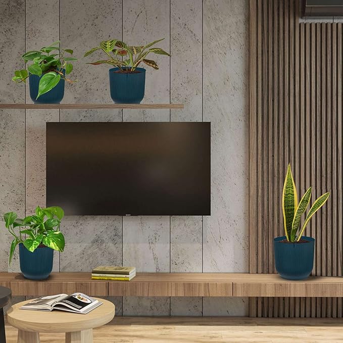 Low Light Live Plants for Indoor | Different Houseplants in Multiple Sizes | Real House Plant for Living Room, Office, Desk & Bathroom