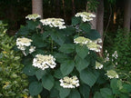 American Beauties Native Plants - Hydrangea arb. 'Haas' Halo' (Smooth Hydrangea) Shrub, white lacecap flowers, #3 - Size Container