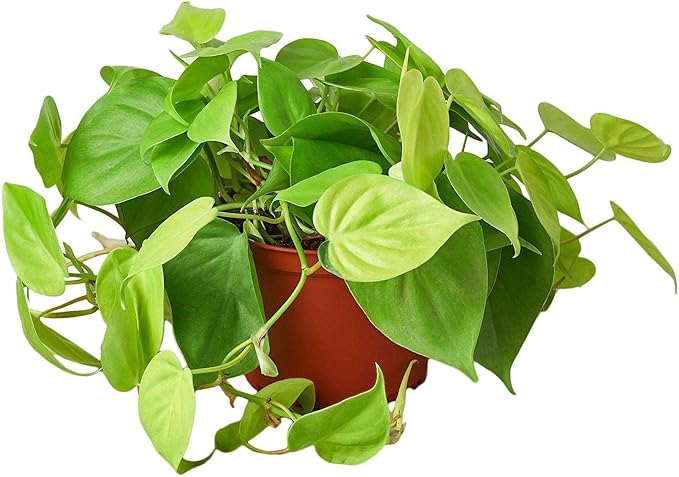 Philodendron Cordatum Neon Live Plant for Indoor | Different Houseplants in 4'' & 6'' Pot | Real House Plant for Living Room, Office, Desk & Bathroom | Neon