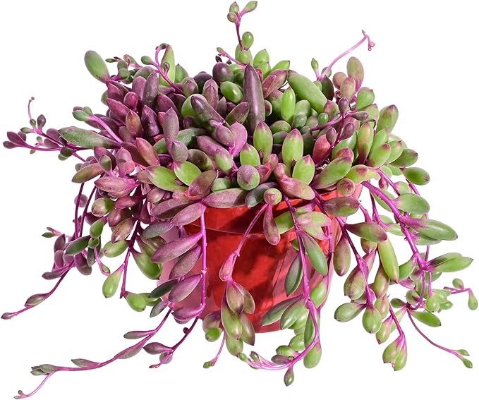 Sprout N Green Ruby Necklace, Othonna capensis L.H.Bailey Live Succulent Rooted in 4" Pot, Purple Hanging Trailing Plant for Home Office Wedding Decoration DIY Project Party Favor, Pet Friendly