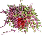 Sprout N Green Ruby Necklace, Othonna capensis L.H.Bailey Live Succulent Rooted in 4" Pot, Purple Hanging Trailing Plant for Home Office Wedding Decoration DIY Project Party Favor, Pet Friendly
