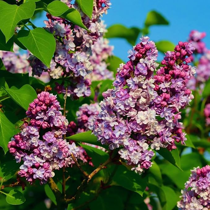 CarpetC 300+ Lilac Seeds for Planting, Hardy Perennial Shrub Non-GMO Fragrant Spring Blooms Syringa vulgaris for Home Outdoor Borders, Hedges & Pollinator Gardens
