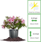 George Tabor Azalea 3 Gallon