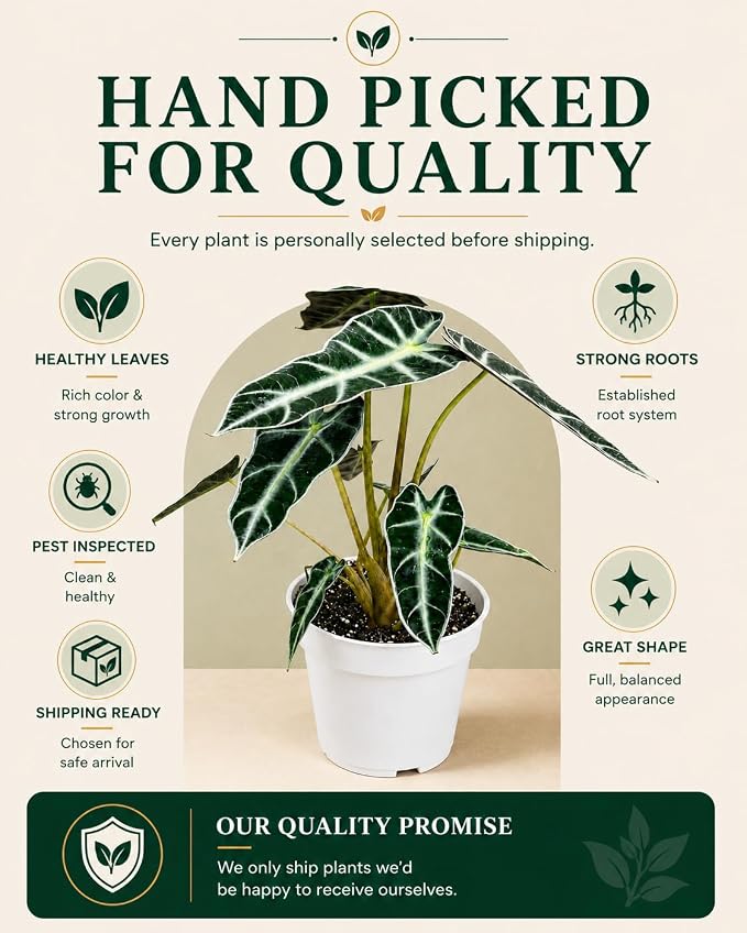 Alocasia Bambino Live Plant, Indoor Houseplant, Natural Air Purifier Plants, Alocasia Plants Live Houseplants for Indoor Spaces