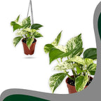 Marble Queen Pothos – Live 4” Epipremnum with Creamy Variegated Foliage | Easy-Care Trailing Vine | Air-Purifying Indoor Houseplant for Low Light Rooms, Office Desks or Home Decor (Heat Pack Included)