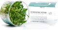 Ultum Nature Systems Cryptocoryne Willisii Tissue Culture Live Plant for Aquarium, Aquascape, Freshwater Fish Tanks - 100% Snail Free in Vitro