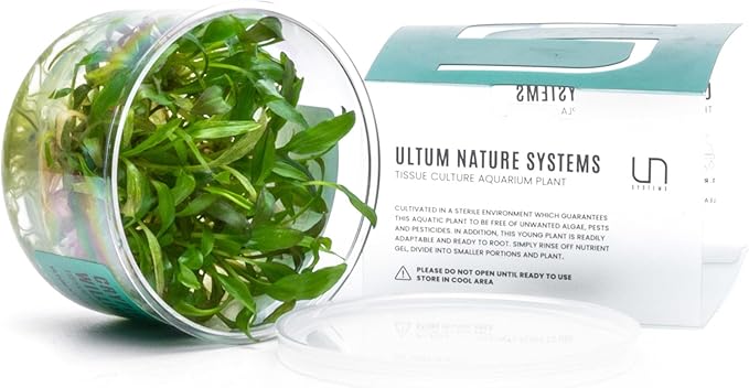 Ultum Nature Systems Cryptocoryne Willisii Tissue Culture Live Plant for Aquarium, Aquascape, Freshwater Fish Tanks - 100% Snail Free in Vitro