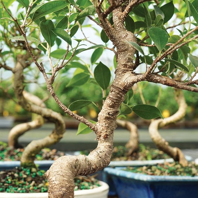Brussel's Bonsai - Live Golden Gate Ficus Bonsai Tree in Ceramic Bonsai Pot, Indoor Bonsai Plant, 4 Years Old, 5-8 Inches Tall, Easy Care Houseplant for Home or Office (Small, Green)