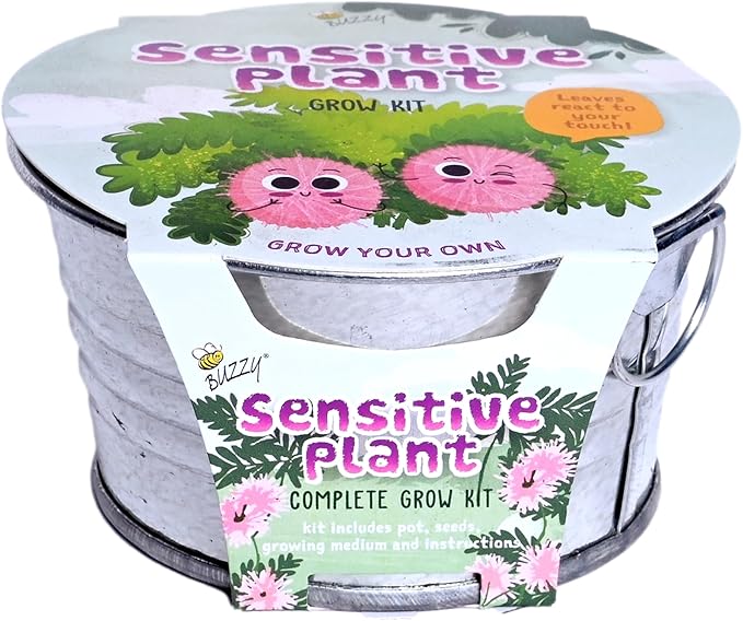 BUZZY Seeds Sensitive Plant Grow Kit – Mini Basin Touch Reactive Plant Starter Set with Moving Leaves, Indoor Gardening Gift and DIY Home Project