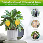 DDMY Plant Watering Globes, 270ML Large Capacity Self Watering Planter Insert for Indoor & Outdoor Plants Self Plant Watering Devices for Plant Lovers, Glass Watering Globes for Everyday Use (3 Pack)