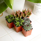 Colorful Deluxe Live Succulent Plants (6 Pack), Assorted Colors, No Duplicates, Varieties & Shapes, Easy Plant Care, 2 in Pots, Drought Tolerant, Live Houseplants, Real Houseplant Gifts, DIY