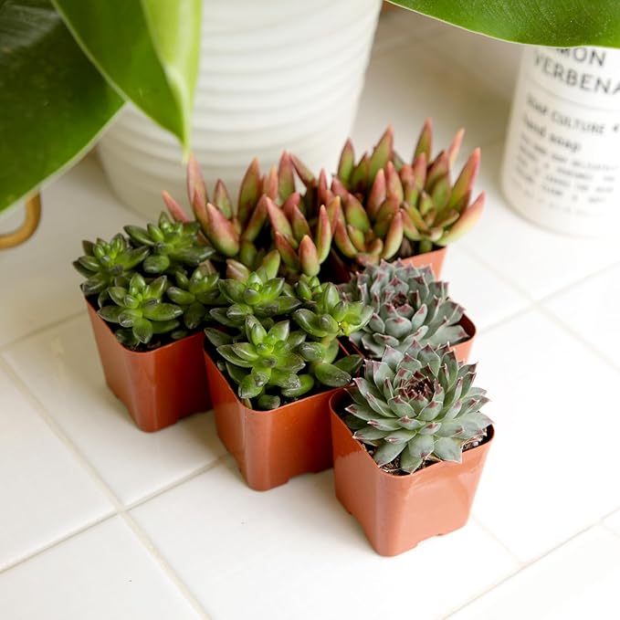 Succulents Plants Live (12PK) Potted Succulent Plants Live House Plants, Cactus Plants Live Plants Indoor Plants Live Houseplants, Indoor Plant Succulents Live Plant House Plant by Plants for Pets