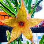 Sets 2 Rare Starfish Cactus Plant Live in 2" Pot, Small Cactus Succulent Well Rooted 4-8 Inch Tall, Ornamental Houseplant for Hanging Basket Trailing
