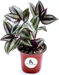 PLANTVERS Tradescantia Silver Jew in a 3" Nursery Pot | Live Plant | Low Light House Plant for Gifting | Vining Indoor Plant | Air Purifier Plant for Office