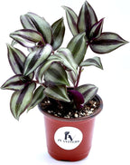 PLANTVERS Tradescantia Silver Jew in a 3" Nursery Pot | Live Plant | Low Light House Plant for Gifting | Vining Indoor Plant | Air Purifier Plant for Office