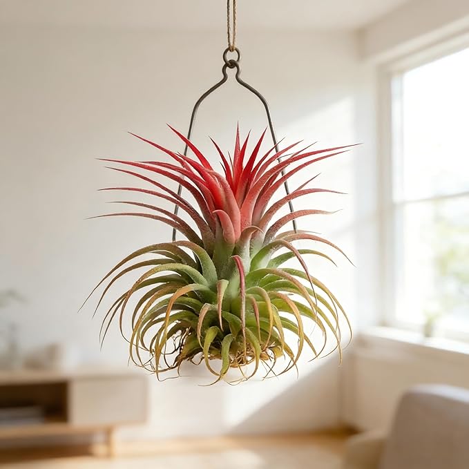 Live Tillandsia Air Plant Ionantha stricta Easy Care Air Plants Live, Houseplants for Indoor & Outdoor Home Garden Décor, Wall & Terrarium Display